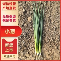 小葱无干尖白点当日分拣打包协助找车欢迎各位老板前来考察