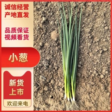小葱无干尖白点当日分拣打包协助找车欢迎各位老板前来考察
