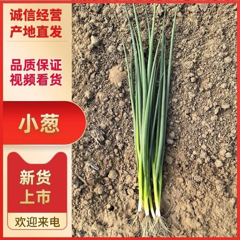小葱无干尖白点当日分拣打包协助找车欢迎各位老板前来考察