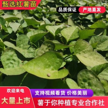 精选商暑19红薯苗大量上市品质好诚信经营致电有优惠