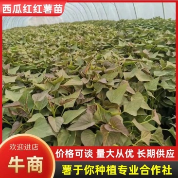 西瓜红红薯苗优质红薯苗品质保障合作共赢诚信