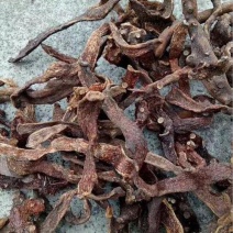 骨碎补~毛姜~干货干净无杂志