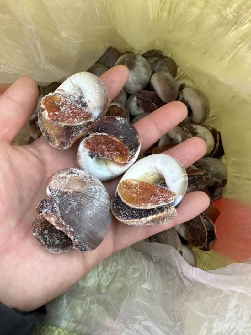 鲜活冷冻猫眼螺40斤/件无沙冷冻吐沙加工