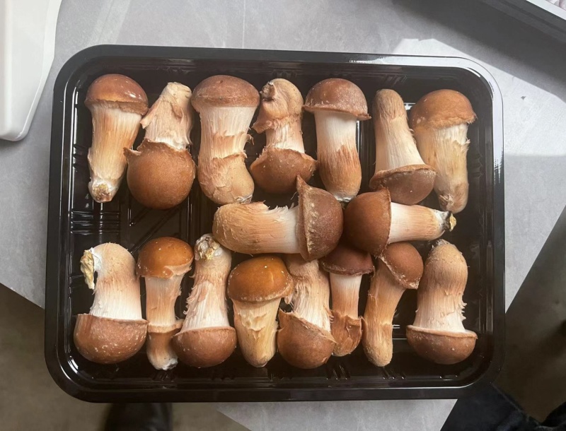 松茸源头货源直发生态松茸人工松茸野生松茸一样