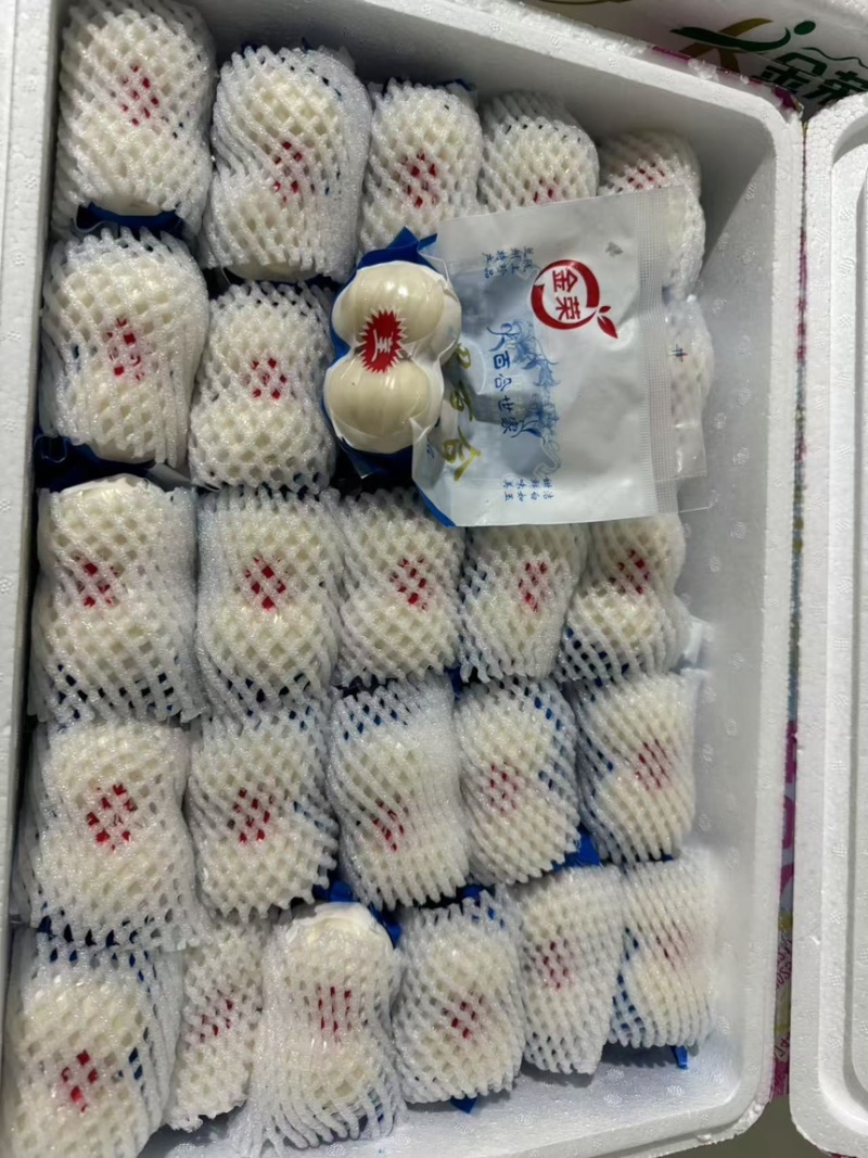 兰州鲜百合，小皇，大黄，小三头，大三头，二头，