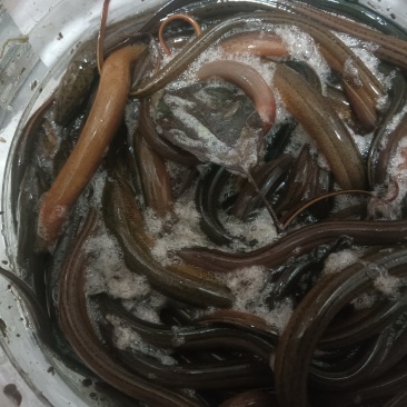鳝鱼
