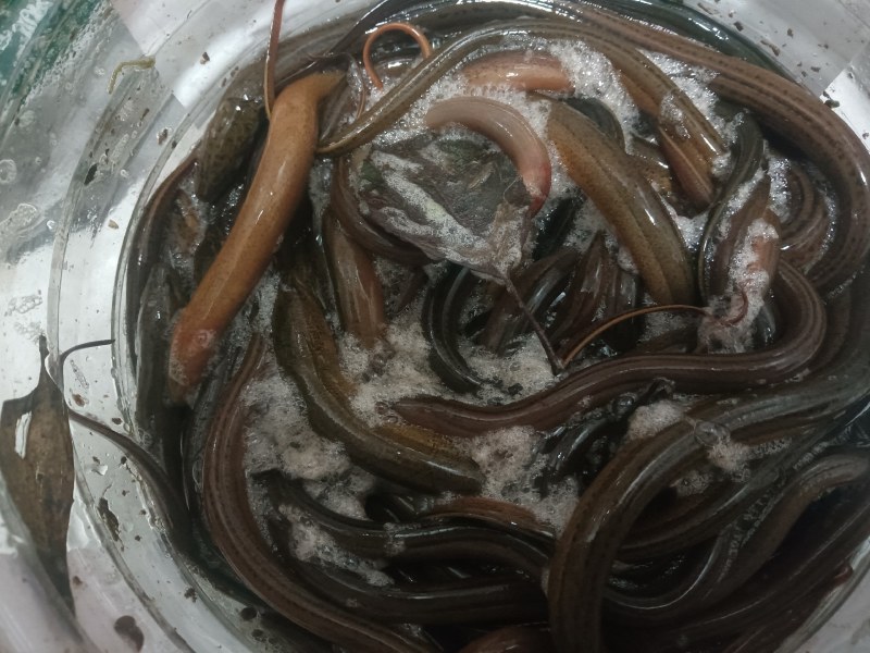鳝鱼