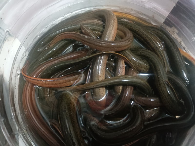 鳝鱼