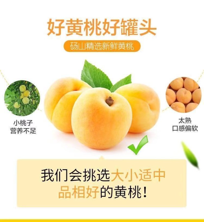 黄桃罐头正品整箱12罐装X425克砀山特产新鲜糖水水果罐