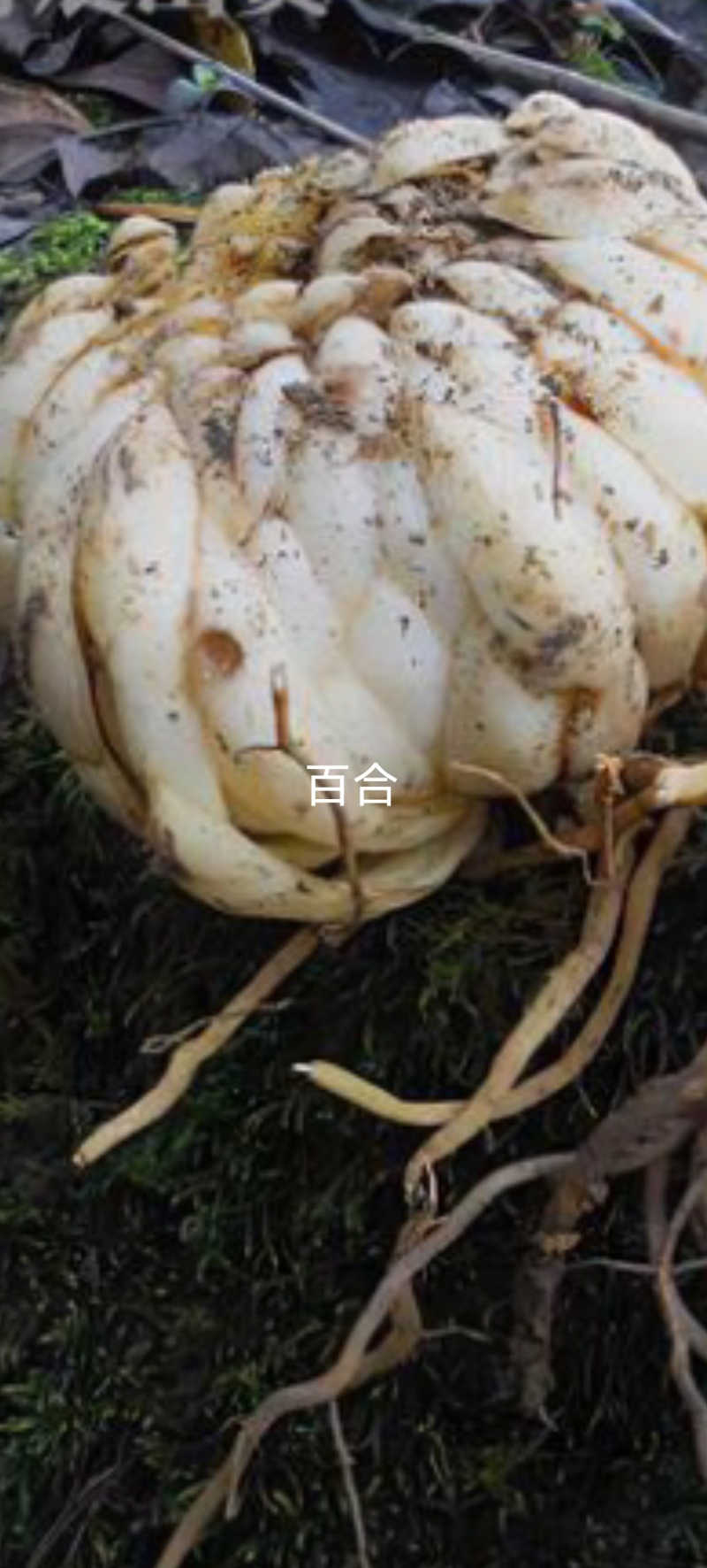 优质药食两用的原始百合产地直发诚信合作欢迎来电