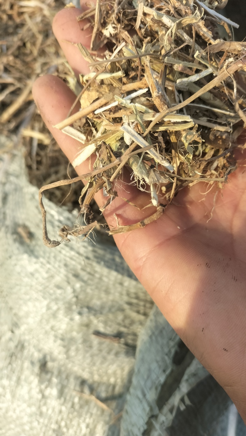 产地直销花生秧羊草