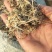 产地直销花生秧羊草