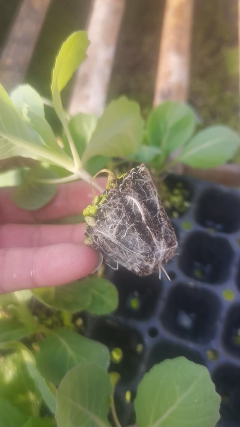 甘蓝苗包菜苗洋白菜苗紫甘蓝苗韩绿中甘系列