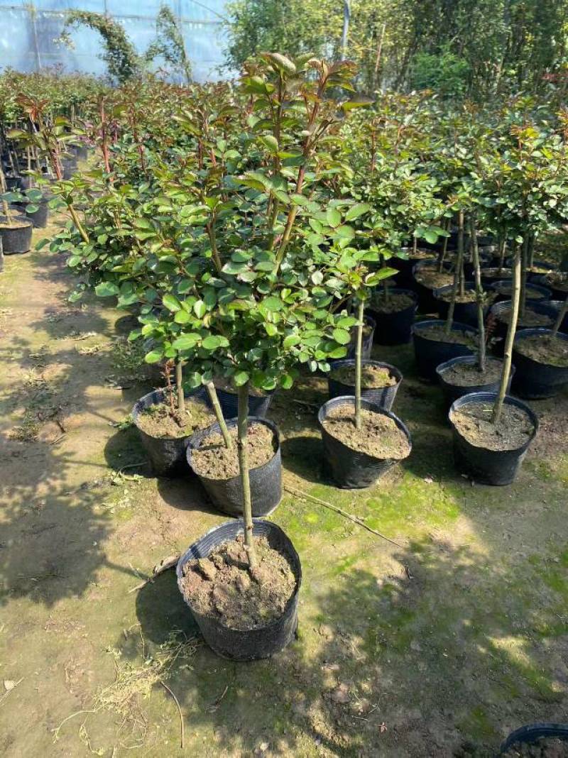 蔷薇杆嫁接棒棒糖欧月品种繁多棵型丰满