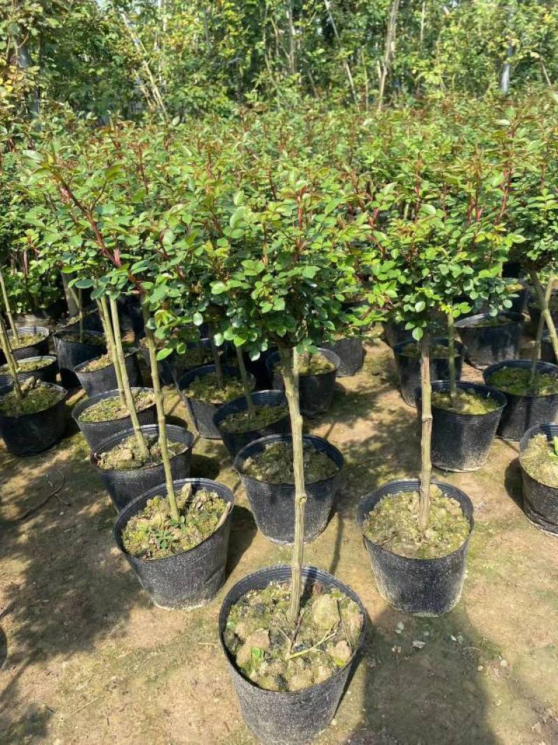 蔷薇杆嫁接棒棒糖欧月品种繁多棵型丰满