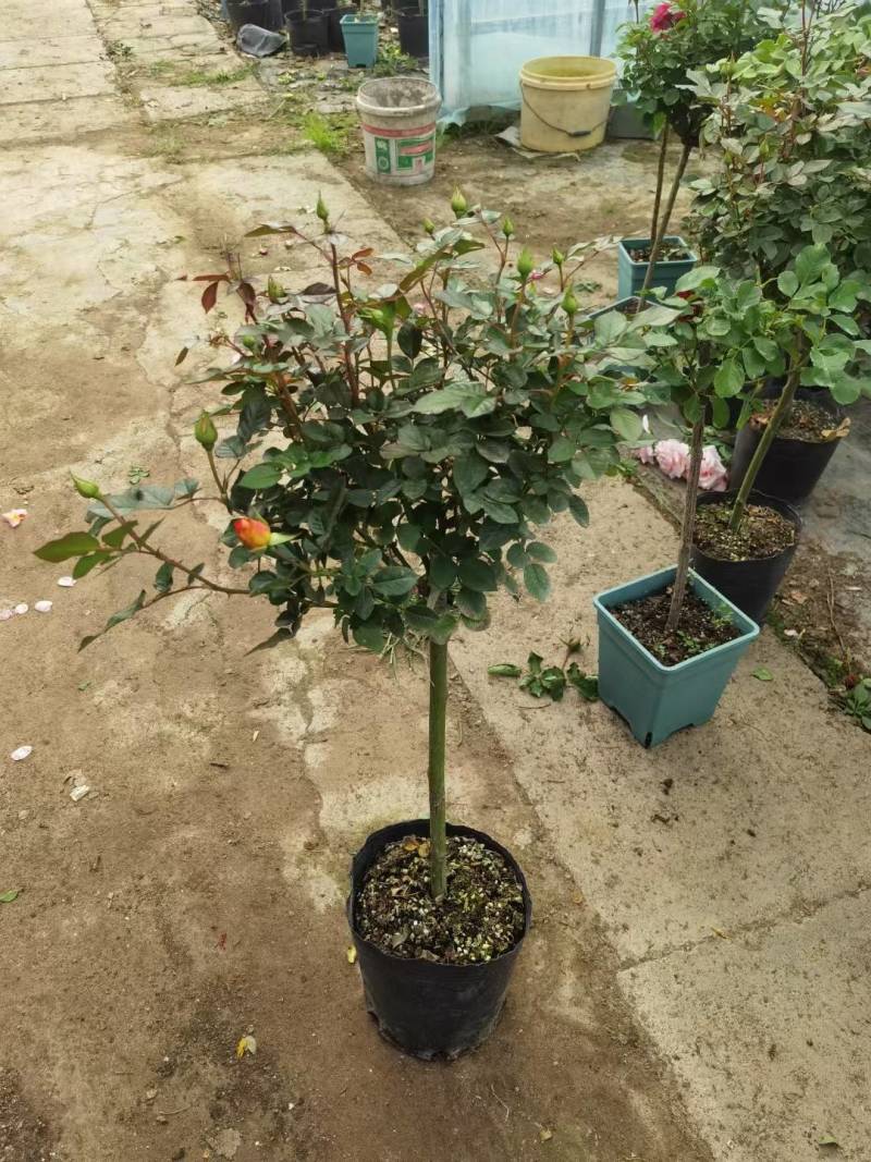 蔷薇杆嫁接棒棒糖欧月品种繁多棵型丰满