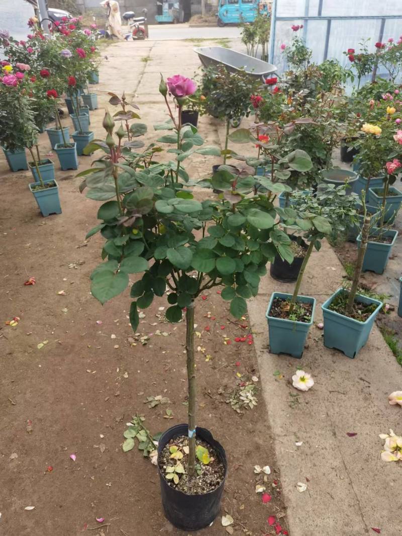 蔷薇杆嫁接棒棒糖欧月品种繁多棵型丰满