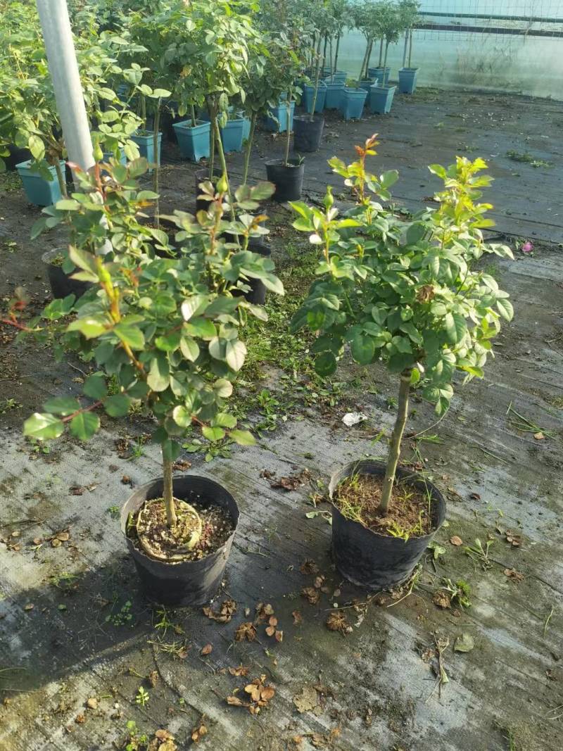 蔷薇杆嫁接棒棒糖欧月品种繁多棵型丰满
