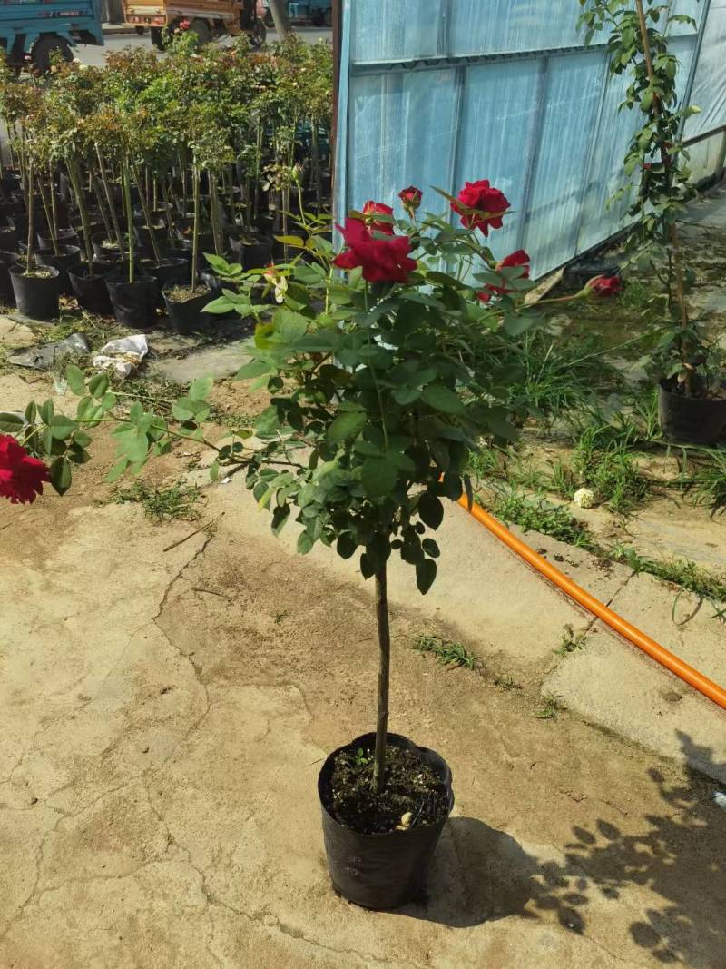 蔷薇杆嫁接棒棒糖欧月品种繁多棵型丰满