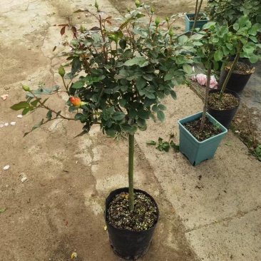 蔷薇杆嫁接棒棒糖欧月品种繁多棵型丰满