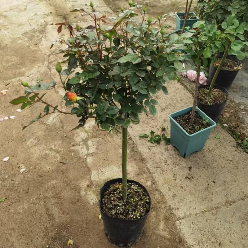 蔷薇杆嫁接棒棒糖欧月品种繁多棵型丰满