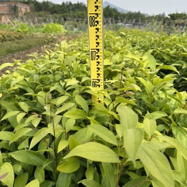 阴香