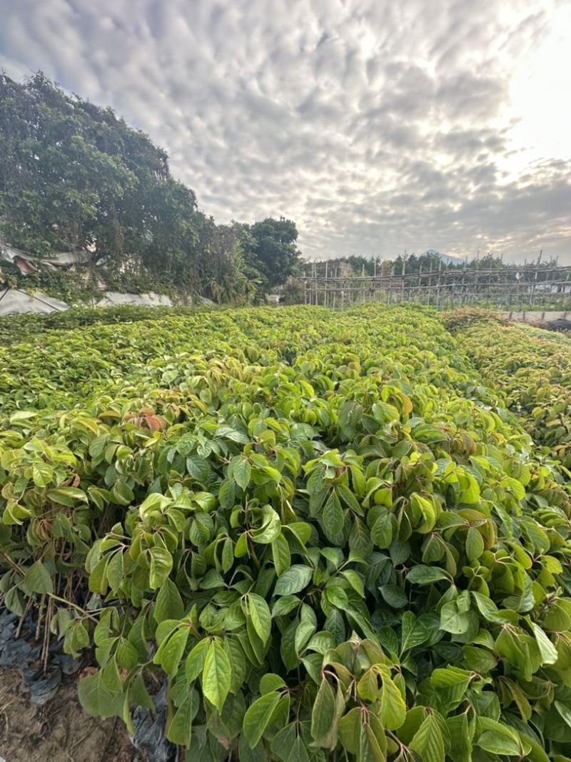秋枫