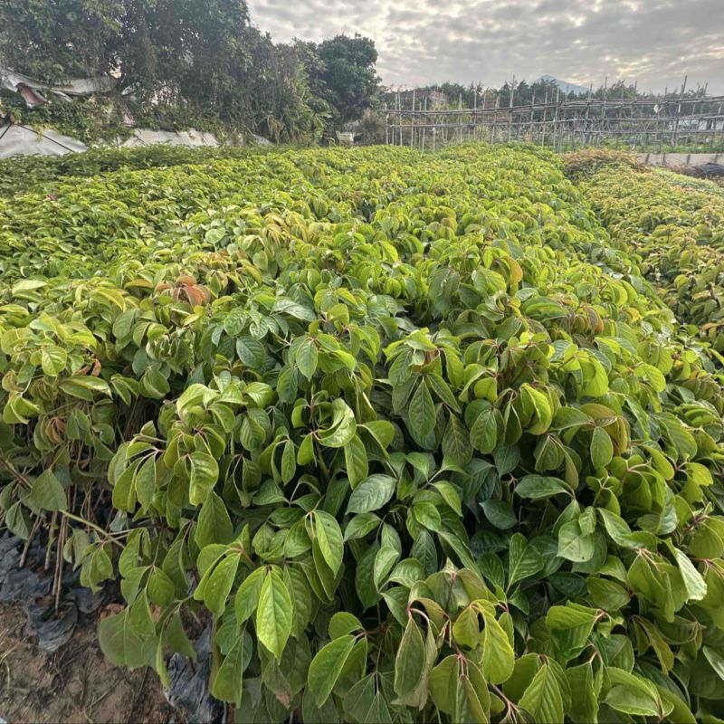 秋枫