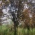 基地大量出售5-15公分紫叶李，货源充足