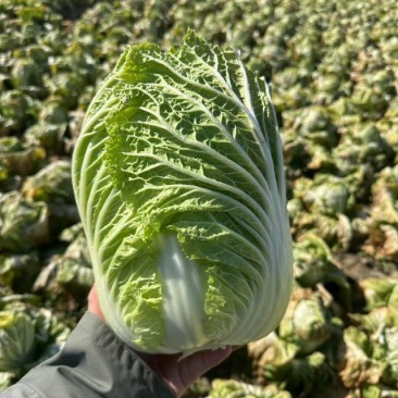 【北京直供】新鲜大白菜，脆嫩多汁，绿色无公害，健康**！