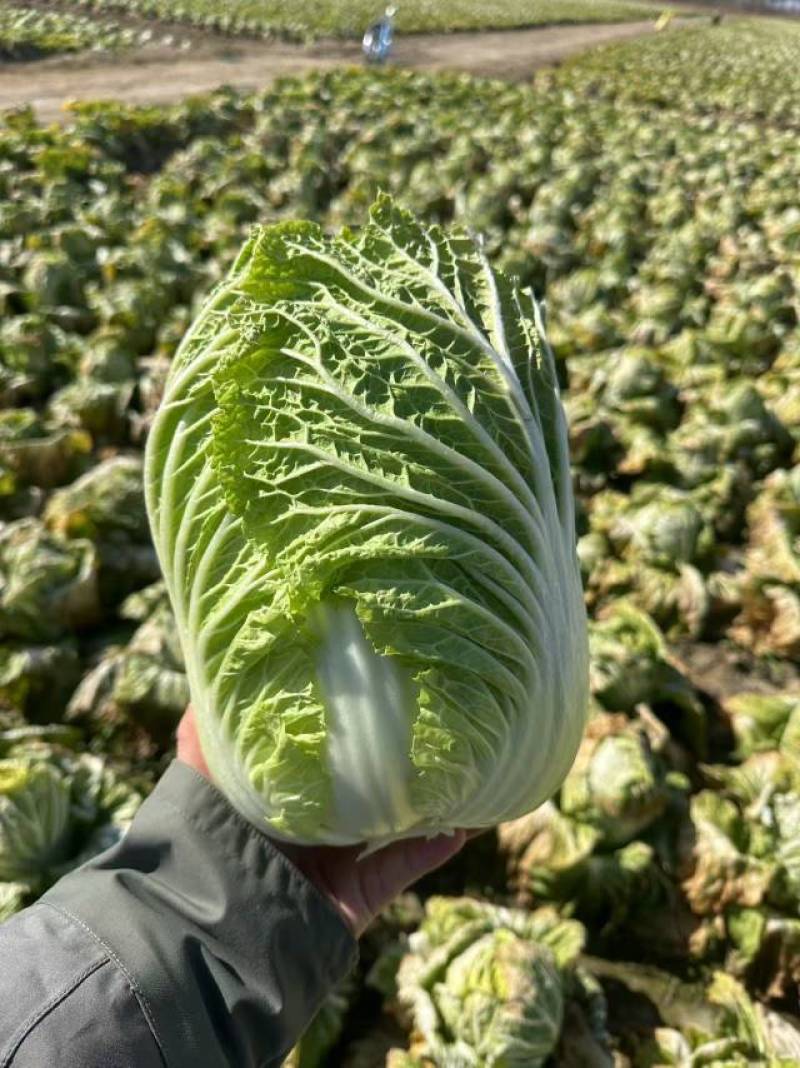 【北京直供】新鲜大白菜，脆嫩多汁，绿色无公害，健康**！