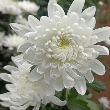 超高性价比菊花品种纯正花圃直发