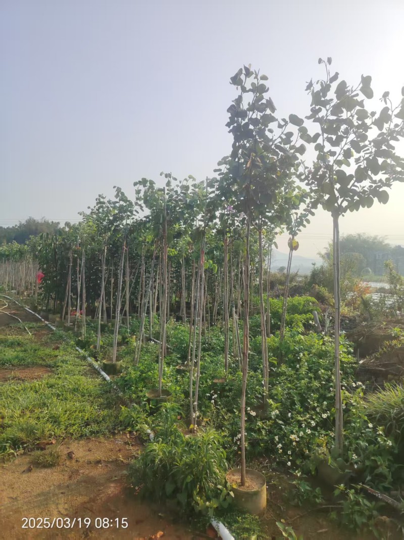 宫粉紫荆绿化苗木园林绿化绿美广东地径2-3分