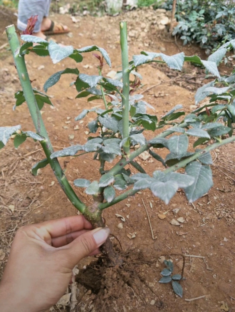 基地大量出售30-50厘米地栽月季，规格齐全