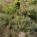 基地大量出售30-50厘米地栽月季，规格齐全