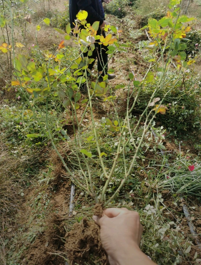 基地大量出售30-50厘米地栽月季，规格齐全