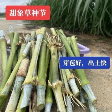 甜象草巨菌草皇竹草产量高可四季增长适合猪马牛羊的