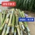 甜象草巨菌草皇竹草产量高可四季增长适合猪马牛羊的