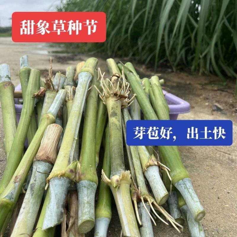 甜象草巨菌草皇竹草产量高可四季增长适合猪马牛羊的