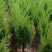 基地大量出售高度20-120厘米蜀桧（也叫塔柏）