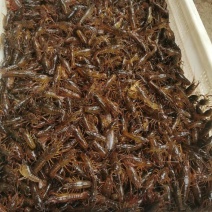 小龙虾种苗价格小龙虾苗批发龙虾苗虾苗全程提供技术