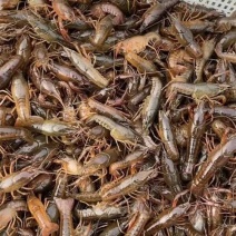 龙虾苗小龙虾苗小龙虾虾苗保证成活率精养池塘苗