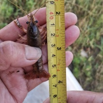 小龙虾苗小龙虾虾苗千亩基地直供全程技术服务