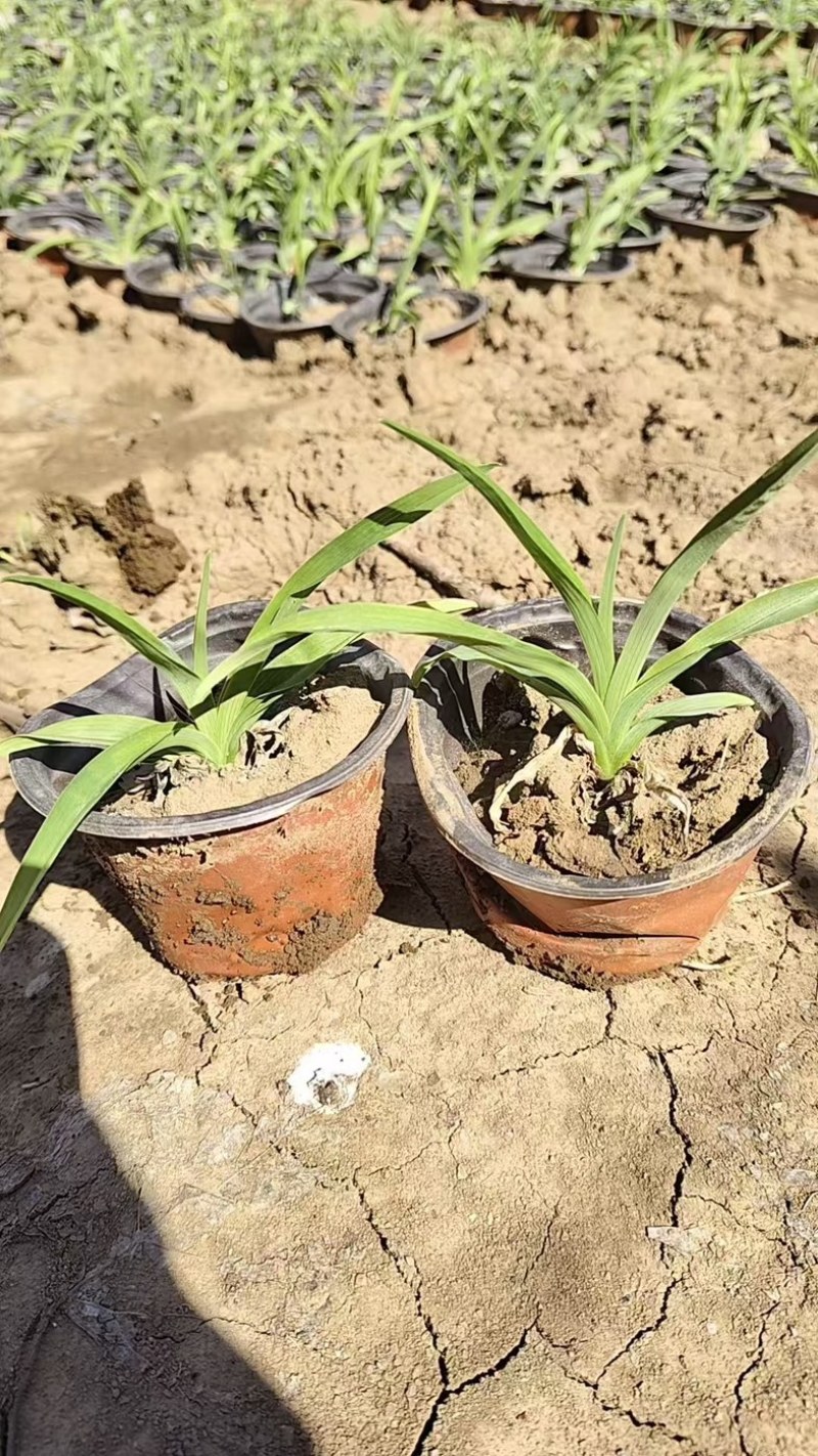 营养杯大花萱草