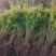 基地大量出售高度30-100厘米黄刺玫