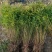 基地大量出售高度30-100厘米黄刺玫
