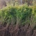 基地大量出售高度30-100厘米黄刺玫