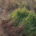 基地大量出售高度30-100厘米黄刺玫