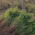 基地大量出售高度30-100厘米黄刺玫