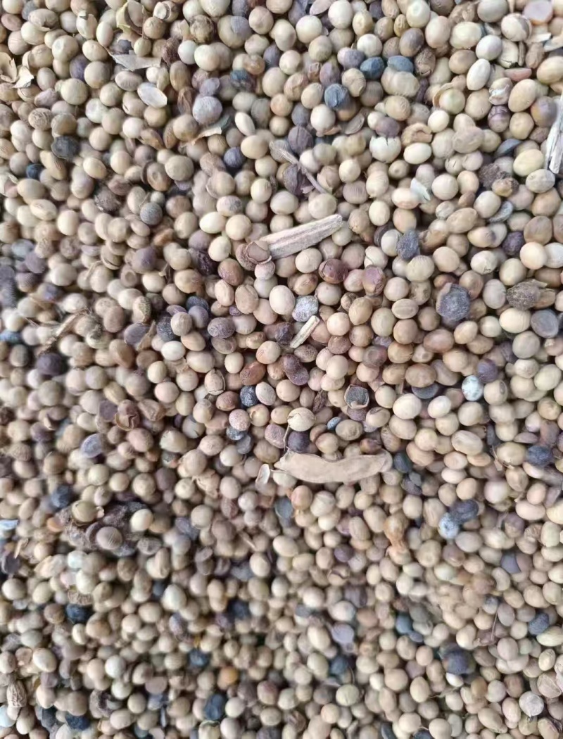 碎黄豆厂里直发价格优惠支持视频看货欢迎来电洽谈